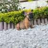 Bulldog Frances Fawn precio medellin - Image 3