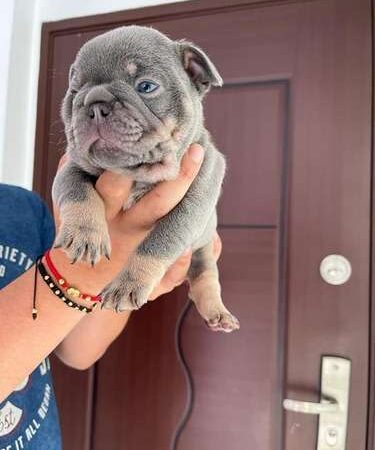 Comprar Cachorro De Bulldog Frances Mascotas Medellin