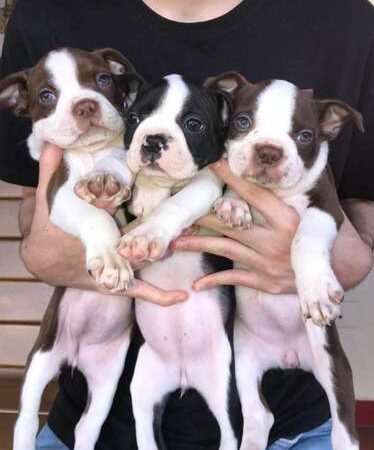 Precio Boston Terrier Medellin