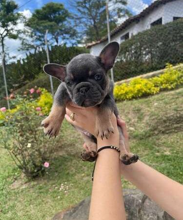 Perros En Venta Bulldog Frances Bogota