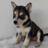 Venta De Perros Pomsky En Bogota - Image 3
