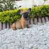 Bulldog Frances Fawn precio medellin - Image 4