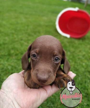 Venta Teckel Miniatura Chocolate Pereira