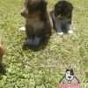 Venta de Perros Pastor Shetland Santa Marta