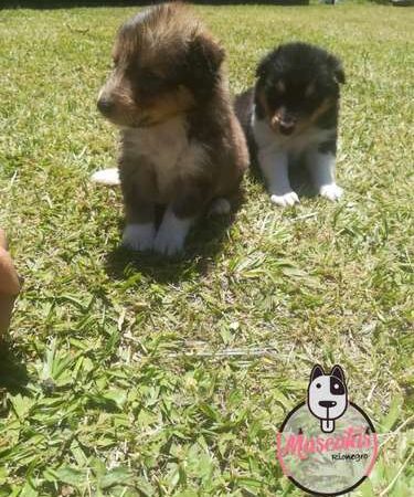 Venta de Perros Pastor Shetland Santa Marta