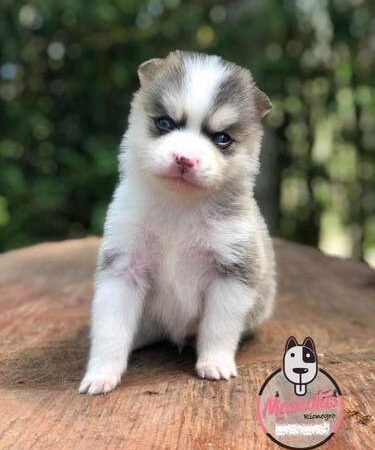 Venta De Pomsky Medellin Colombia