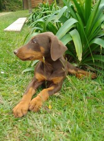 Doberman precio en Manizales