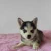Venta De Perros Pomsky Merle - Image 3