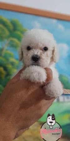 Venta de Perros French Poodle Mini Toy Medellín