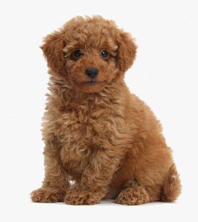 Venta de Perros Tacita De Te Cali