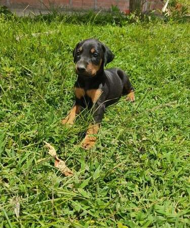 Venta de Perros Doberman Negros en Armenia