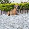 Bulldog Frances Fawn precio medellin