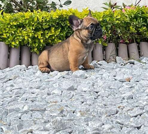 Bulldog Frances Fawn precio medellin