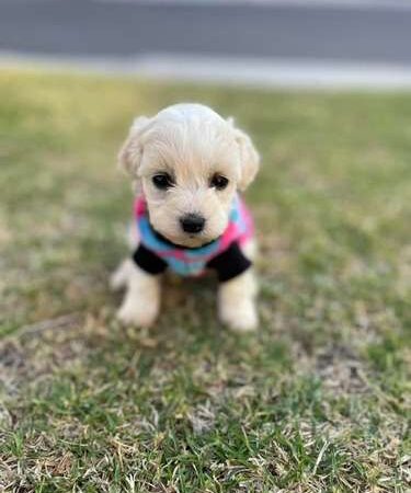 Bichon Maltes Toy Precio Especial