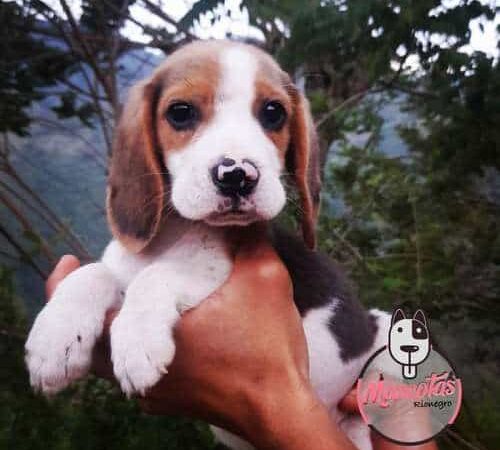 Venta de Perros  beagle en Cucuta