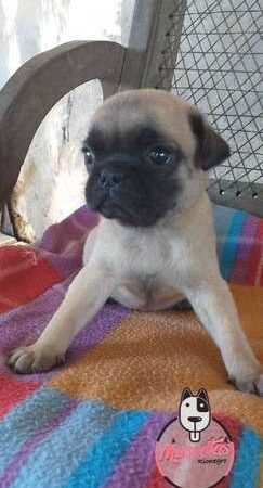 Venta de Perros Pug Neiva