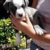 Pitbull En Venta - Image 2
