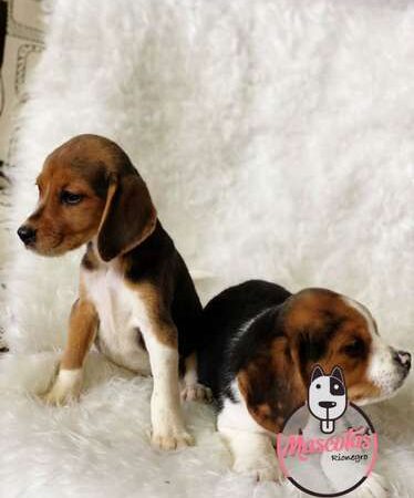 Venta de Perros Beagle tricolor Bogotá