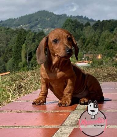 Venta Teckel Pelo Duro Caramelo Cucuta