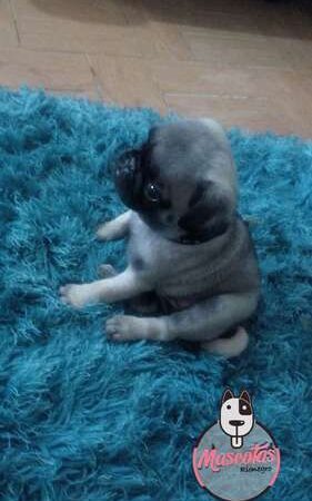 Pugs A La Venta En Medellin Colombia