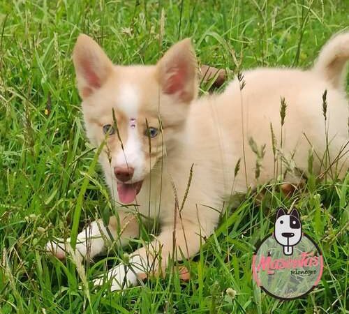 Venta De Perro Pomsky En Cali