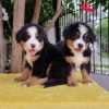 Perro De Berna Mascotas Rionegro Medellín
