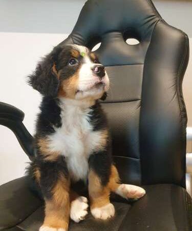 Precio Bernés de la Montaña Bucaramanga