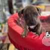 Venta Pitbulls Mascotas Medellin Bogota Cali - Image 2