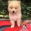 Perro Pomsky Comprar - Image 2