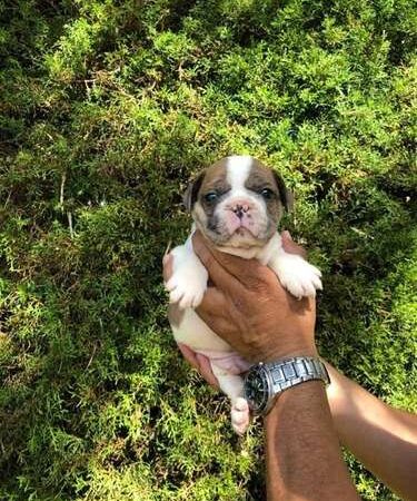 Precio Bulldog Francés en Villavicencio
