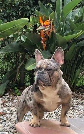 Monta de bulldog frances exotico