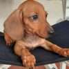 Venta De Cachorros Teckel Cafe Cali - Image 2