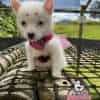 Venta De Perros Pomsky En Bogota