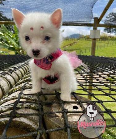 Venta De Perros Pomsky En Bogota