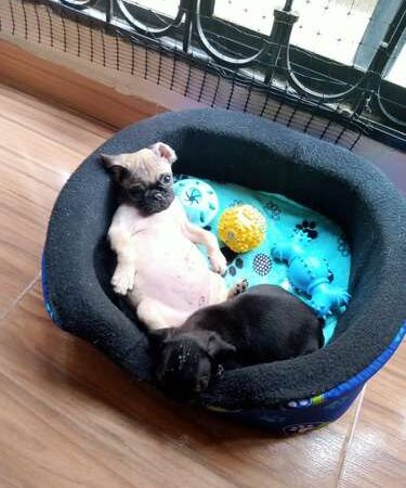 Venta de Perros Pugs Bucaramanga