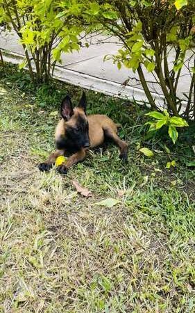 Venta de Perros Pastor Belga Santa Marta