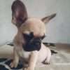 Bulldog frances bebe precio - Image 8