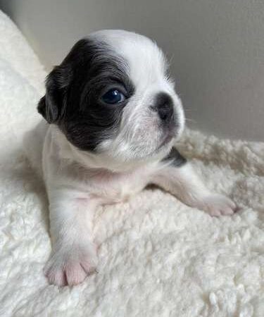 Perro Bulldog Frances Colombia