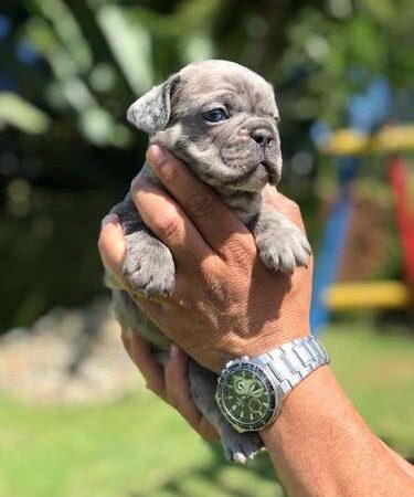 Bulldog Frances precio Bogota