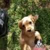 Venta de Perros Cocker Barranquilla