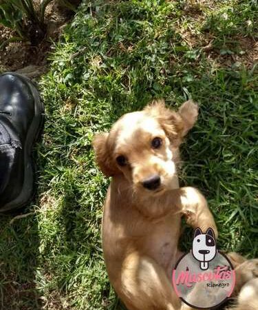 Venta de Perros Cocker Barranquilla