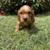 Perros Cocker En Venta En Bogota