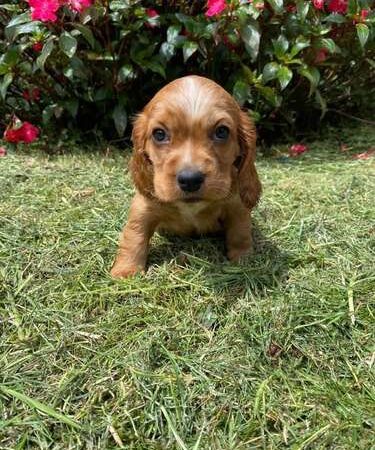 Perros Cocker En Venta En Bogota