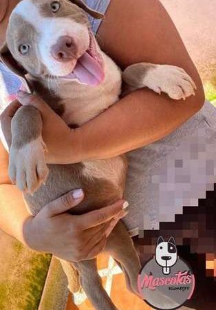 Venta De Perros Pitbull