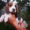 Venta de Perros  beagle en Cucuta - Image 3