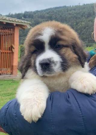 san bernardo precio bogota