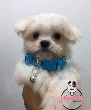 Precio Maltes En Bogota