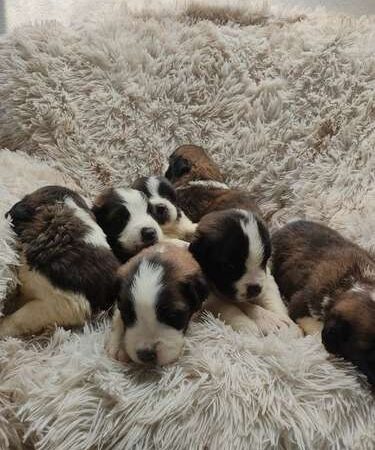 san bernardo bebe precio