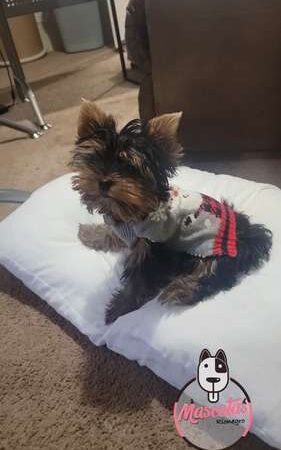 Venta de Yorkshire Terrier en Pereira