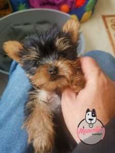 Perro Yorkshire Bogotá en Venta Mini Garantizado